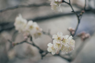 Close-up of cherry blossoms in spring