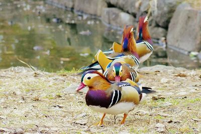 Multi colored bird