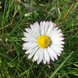 Close-up of fresh white daisy blooming in grass