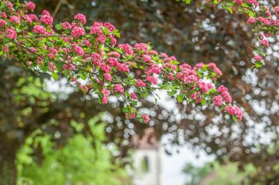 Close-up of pink flowering plant