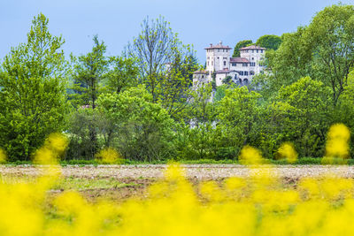 Yellow flowers on field by building against clear sky