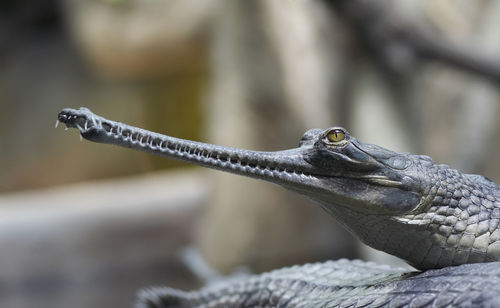 Detail of the head of indial gavial - endangered species
