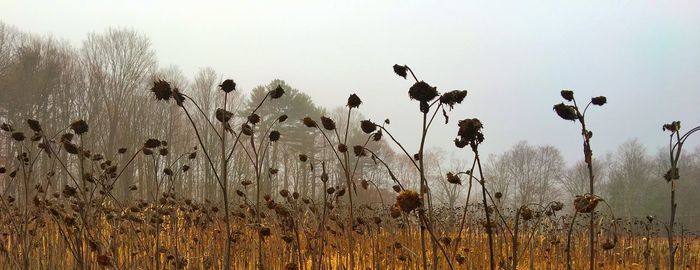 Plants on field against clear sky