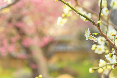 Close-up of cherry blossom on tree