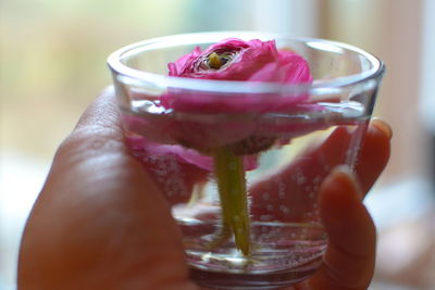 Cropped image of woman holding pink flower