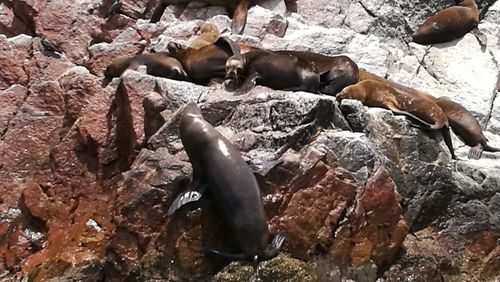 Close-up of sea lion