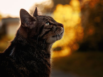 Close-up of a cat looking away