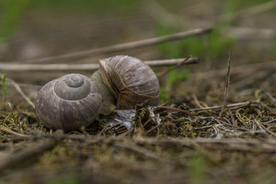 Close-up of snail on land