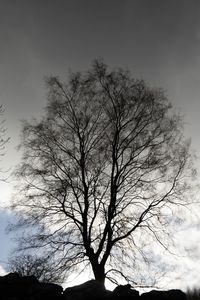 Low angle view of bare tree against sky