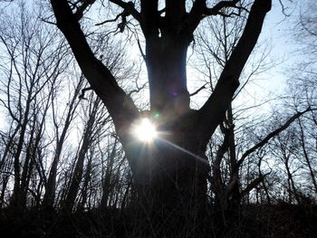 Low angle view of sun shining through trees