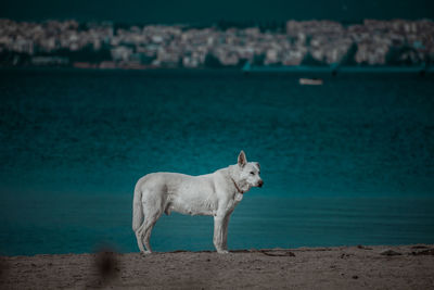 Dog looking away while standing on beach