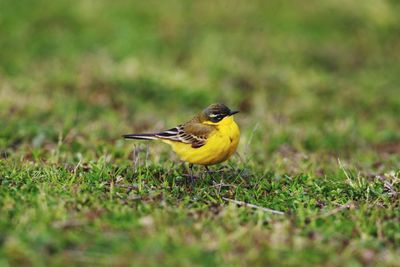 Bird perching on a field