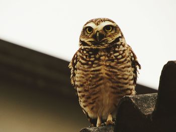 Close-up portrait of owl on roof