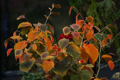 Close-up of orange flowering plant