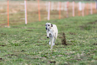 Dogs running on field