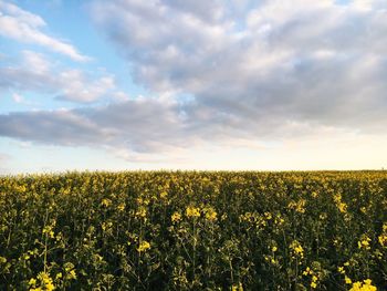 Scenic view of field against cloudy sky