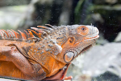 Close-up of a reptile in water