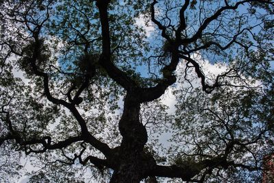 Low angle view of tree in forest