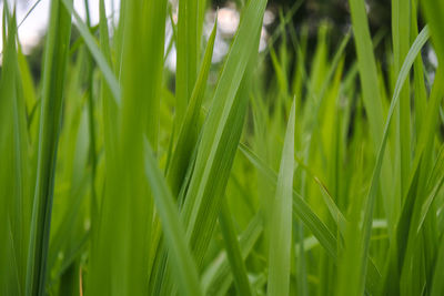 Close-up of fresh green grass in field