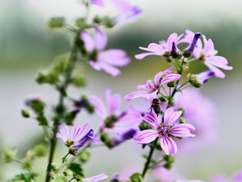 Close-up of pink flowering plant