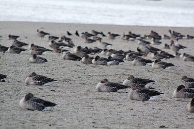 Flock of gooses on beach