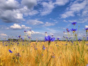 Plants growing on field against cloudy sky