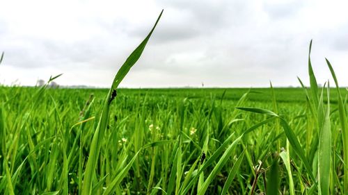 Close-up of fresh green field against sky