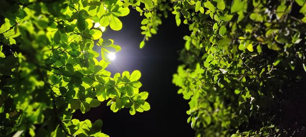 Close-up of leaves on tree