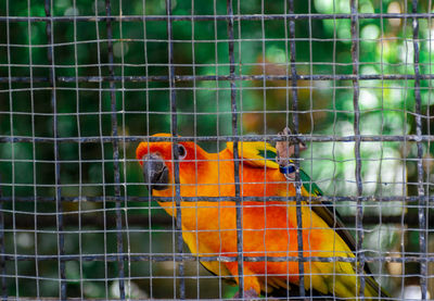 Close-up of parrot in cage