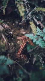 High angle view of plants in forest