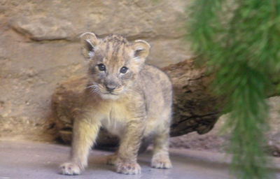 Portrait of lion standing outdoors