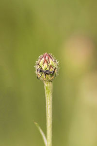 Close-up of insect on flower