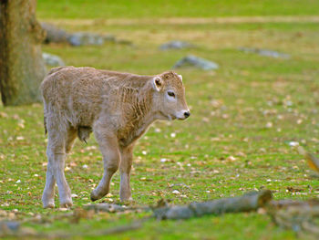 Lion walking on field