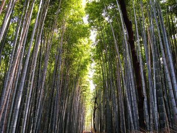 Arashiyama bamboo forest