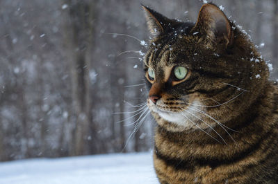 Close-up of cat