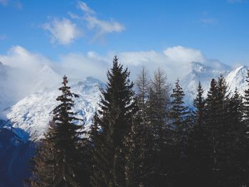 Trees in forest against sky during winter