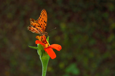 Close-up of butterfly on flower