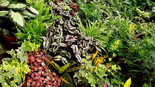 High angle view of flowering plant