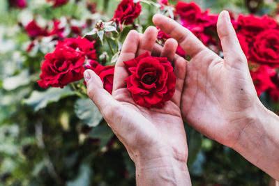 Cropped hand of woman holding red flower