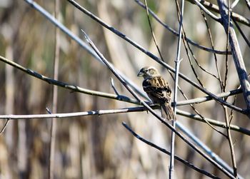Sparrow perching on bare tree branch