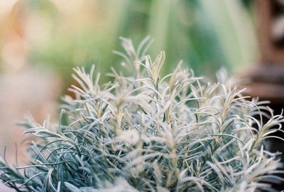 Close-up of succulent plant