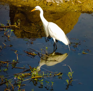 White heron on lake
