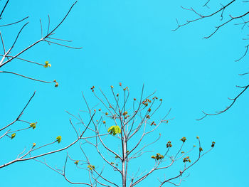 Low angle view of flowering plant against clear blue sky