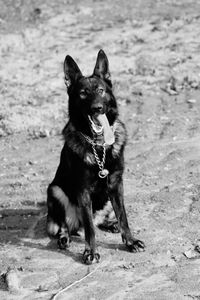 Dog looking away on field