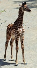 Giraffe standing outdoors