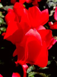 Close-up of red flowers blooming outdoors