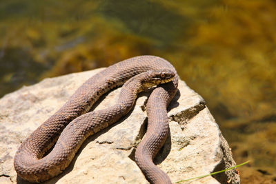 Close-up of lizard on rock