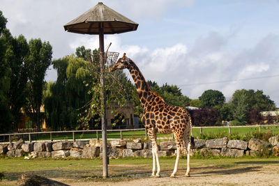 Giraffe standing in zoo
