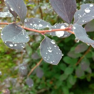 Close-up of wet plant leaves during rainy season