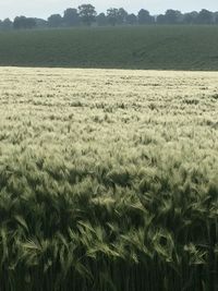 Scenic view of rural landscape